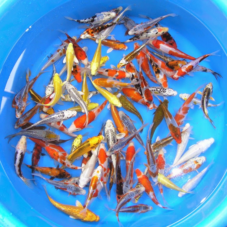 Cá Koi Nhật có giá bao nhiêu?